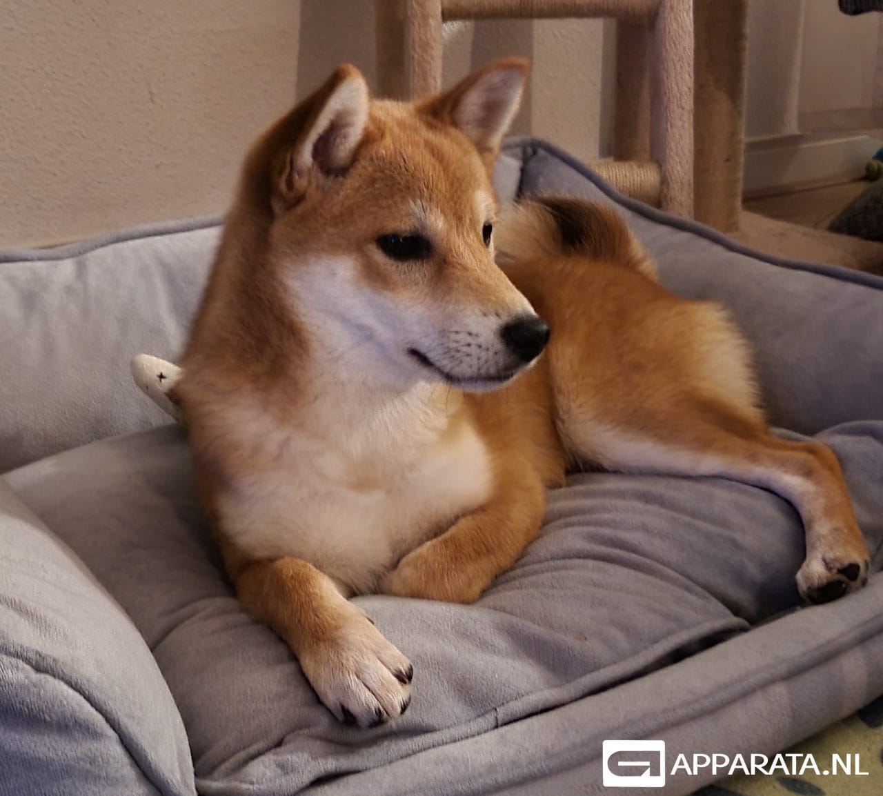 Shiba Inu coin is het nieuwe Dogecoin