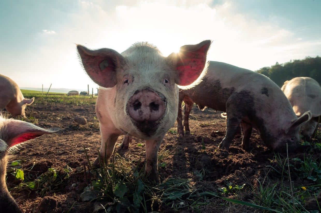 ´Varkens slachten´ steeds populairder bij crypto´s